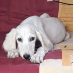 Oliver-male-saluki-puppy-for-sale- (1)