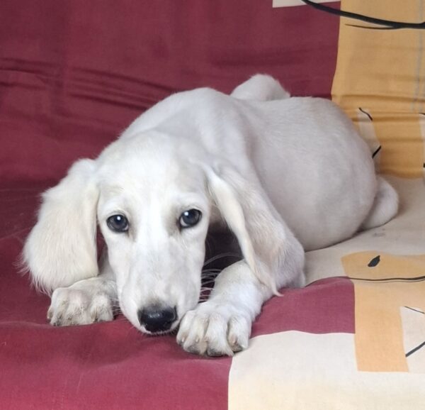 Oliver Saluki Persian Hound