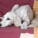Oliver-male-saluki-puppy-for-sale- (2)