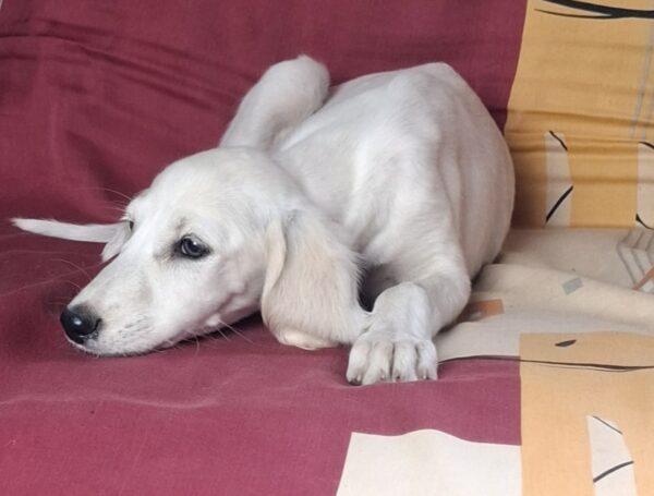 Oliver Saluki Persian Hound