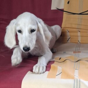 Oliver Saluki Persian Hound