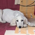 Rosie Saluki Persian Hound