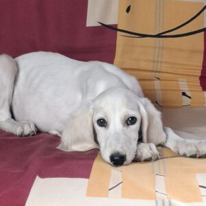 Oliver Saluki Persian Hound