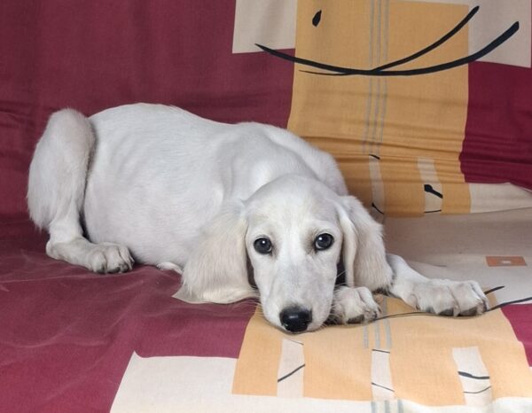 Oliver Saluki Persian Hound