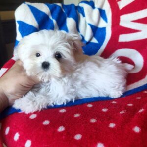 Olivia Maltese