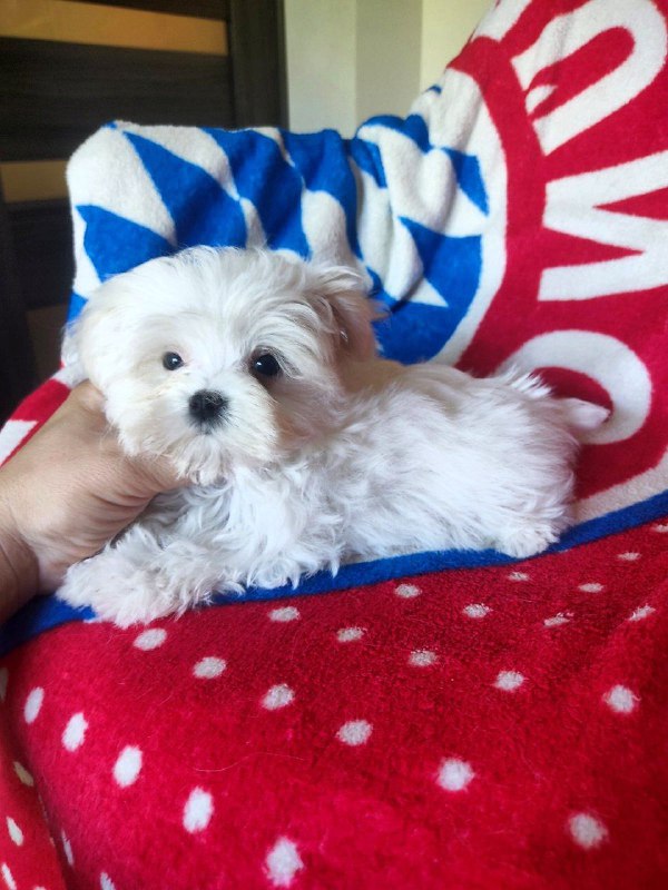Olivia Maltese