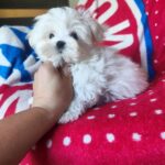 Olivia-female-Maltese-puppy-for-sale-2