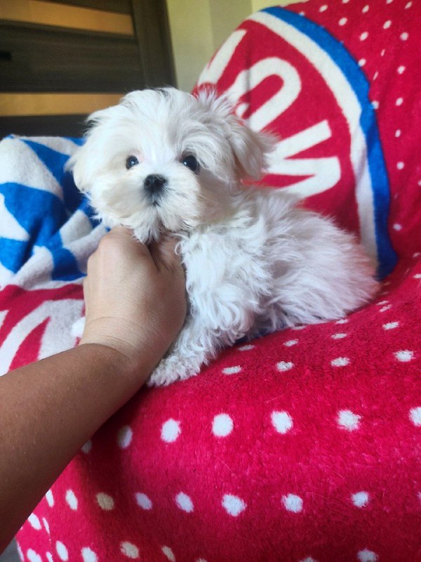 Olivia Maltese
