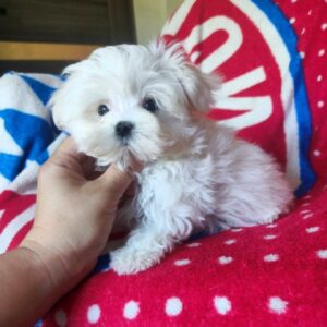 Olivia Maltese