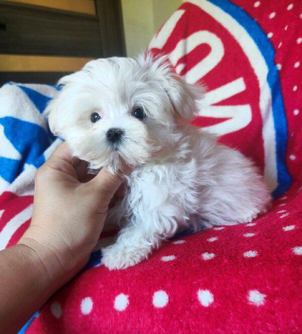 Olivia Maltese