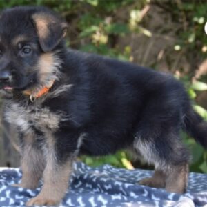 Olli German Shepherd