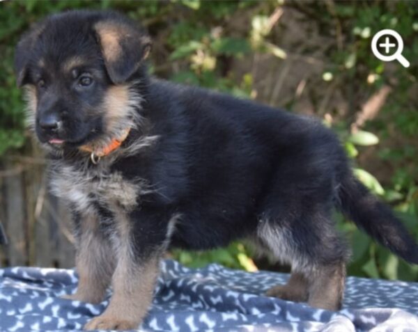 Olli German Shepherd