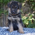 Olli-female-german-shepherd-puppy-for-sale-1 (2)