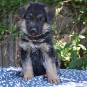 Olli German Shepherd