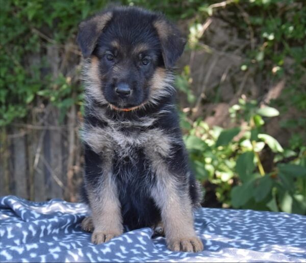 Olli German Shepherd