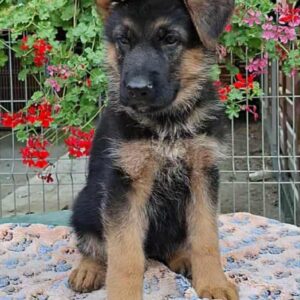Olli German Shepherd