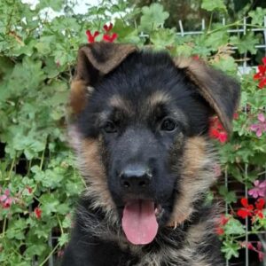 Olli German Shepherd
