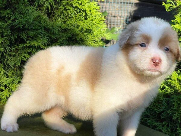 Onella Australian Shepherd