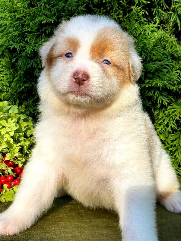 Onella Australian Shepherd