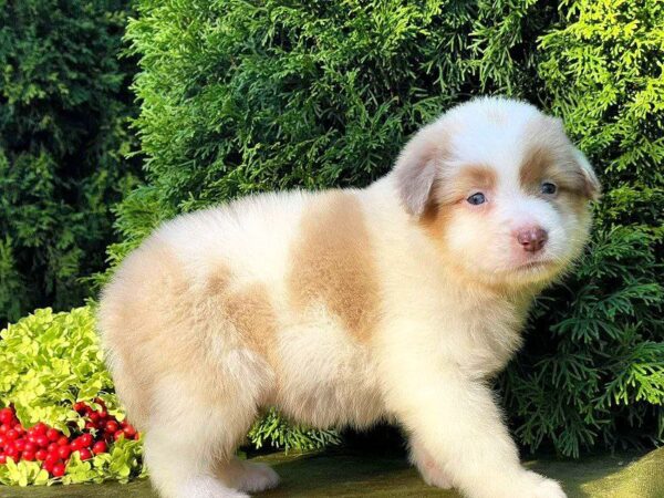 Onella Australian Shepherd