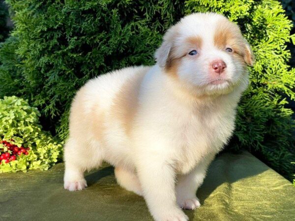 Onella Australian Shepherd