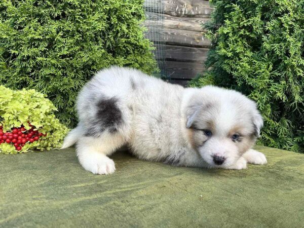 Oriana Australian Shepherd
