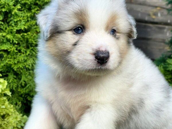 Oriana Australian Shepherd