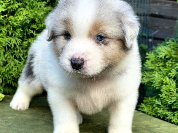 Oriana Australian Shepherd