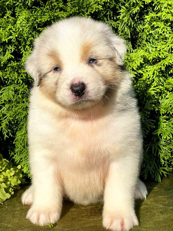 Oriana Australian Shepherd