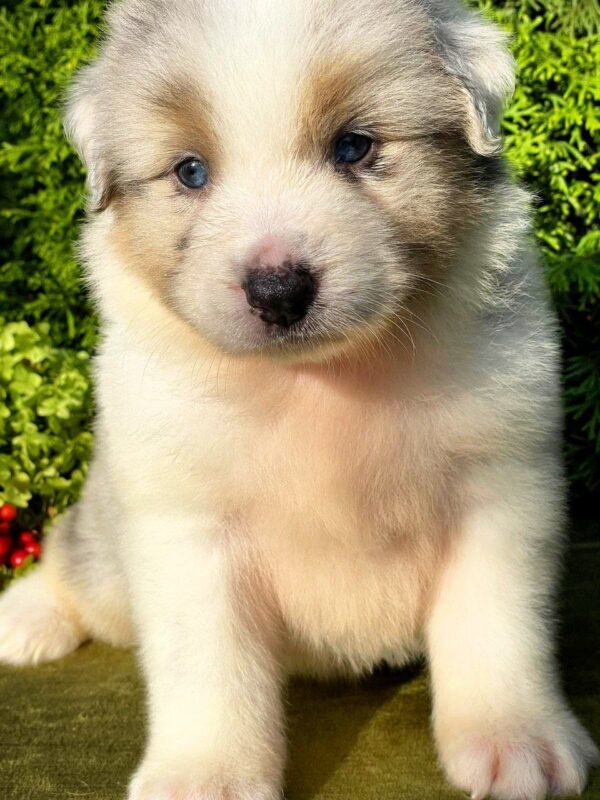 Oriana Australian Shepherd