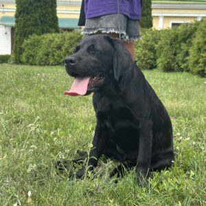 Origami Labrador Retriever