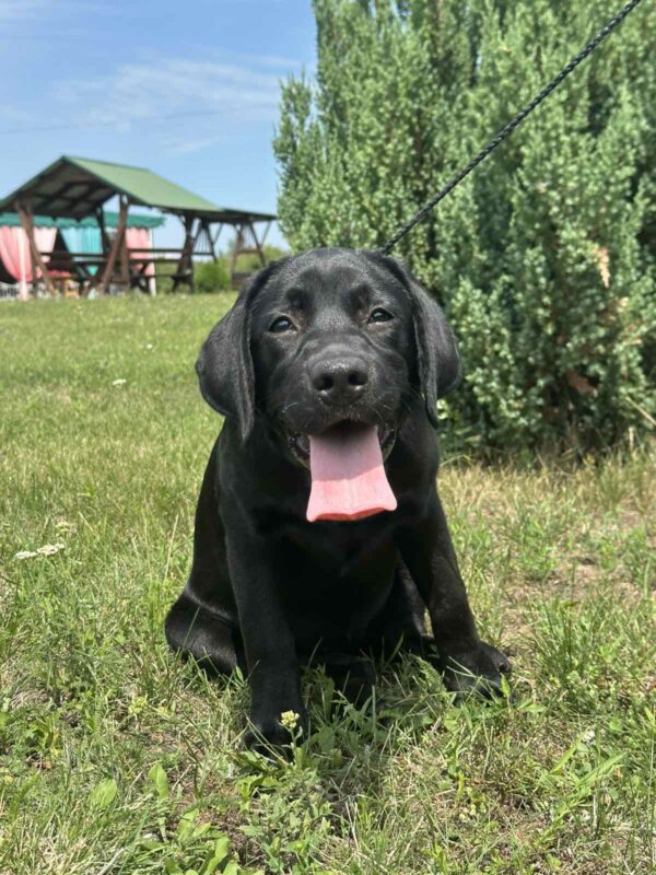 Origami Labrador Retriever