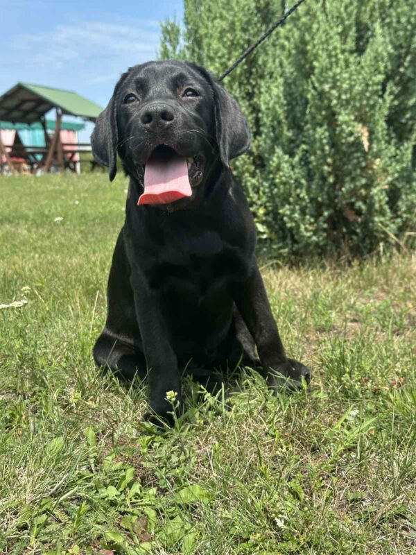 Origami Labrador Retriever