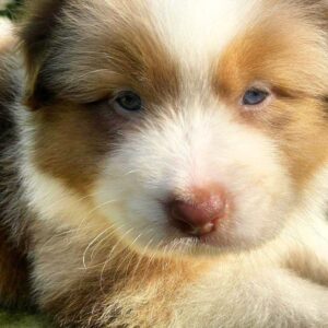 Orion Australian Shepherd