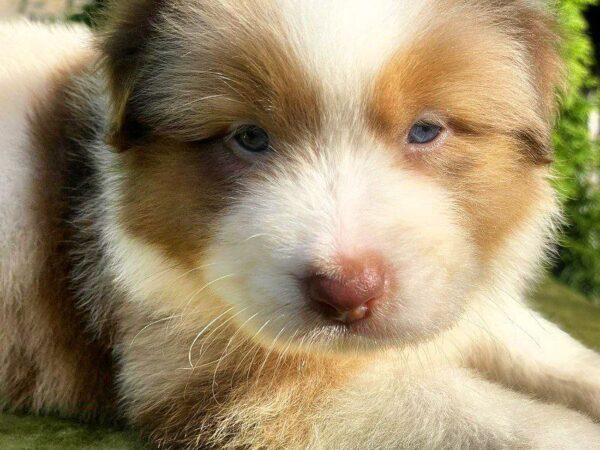 Orion Australian Shepherd