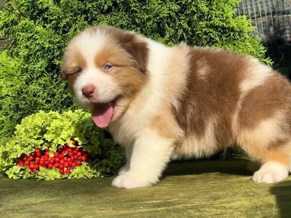 Orion Australian Shepherd