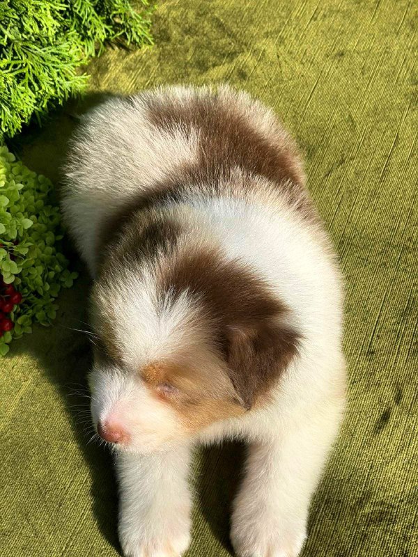 Orion Australian Shepherd