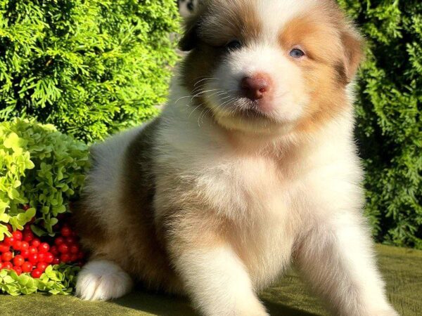 Orion Australian Shepherd