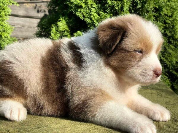 Orion Australian Shepherd