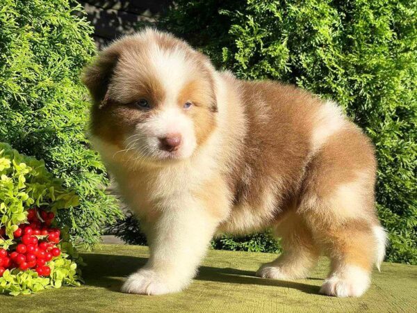Orion Australian Shepherd