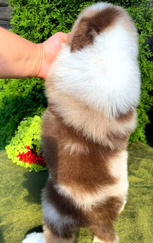 Orion Australian Shepherd