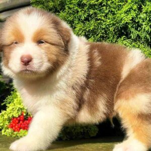 Orion Australian Shepherd