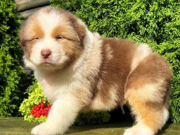 Orion Australian Shepherd