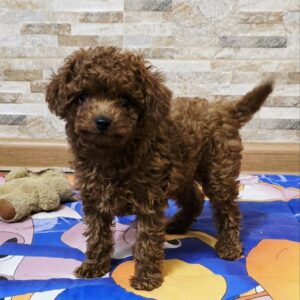 Orissa Toy Poodle
