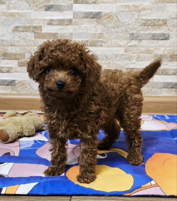 Orissa Toy Poodle