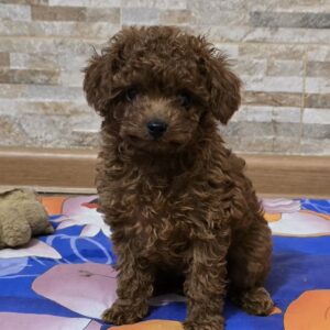 Orissa Toy Poodle