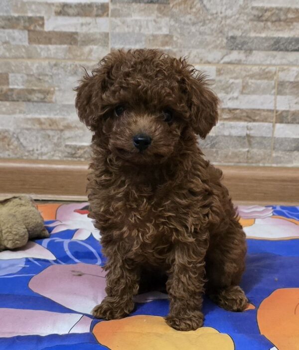 Orissa Toy Poodle