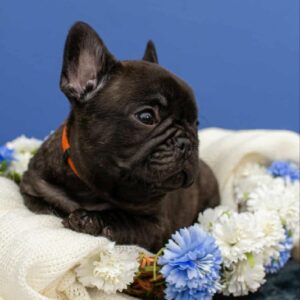 Oliver French Bulldog