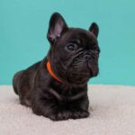 Oliver French Bulldog