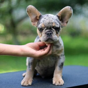 Pavio French Bulldog
